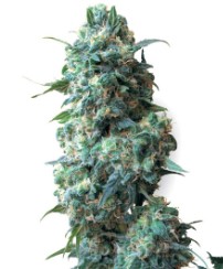 top cannabis seeds for pain relief and sleep e