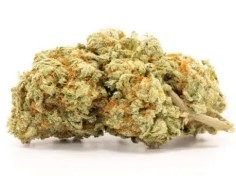 top cannabis seeds for pain relief and sleep f