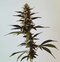 top cannabis seeds for pain relief and sleep h