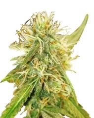 top cannabis seeds for pain relief and sleep k