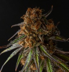 top cannabis seeds for pain relief and sleep l
