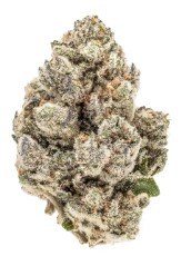 top strains for rosin pressing from seed f