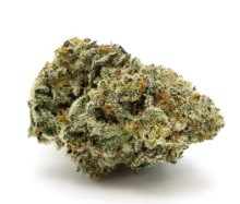 top strains for rosin pressing from seed g