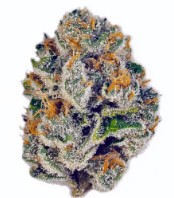 top strains for rosin pressing from seed h