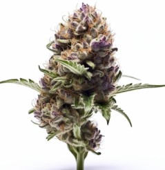 top strains for rosin pressing from seed j