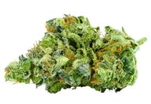 top strains for rosin pressing from seed k