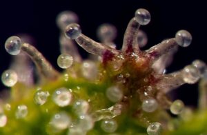 Cannabis trichome macro – resin gland producing cannabinoids Close-up image of a cannabis trichome head showing bulbous glandular structure during resin production.