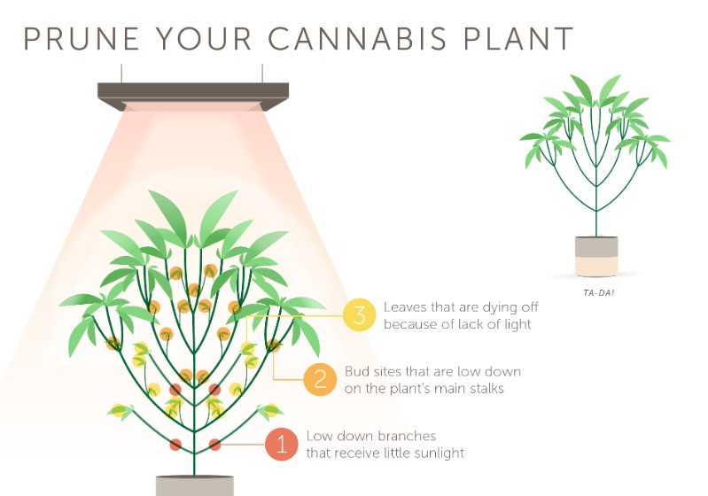 tropic thunder pruning