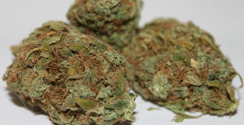 Tutankhamon's Trichomes