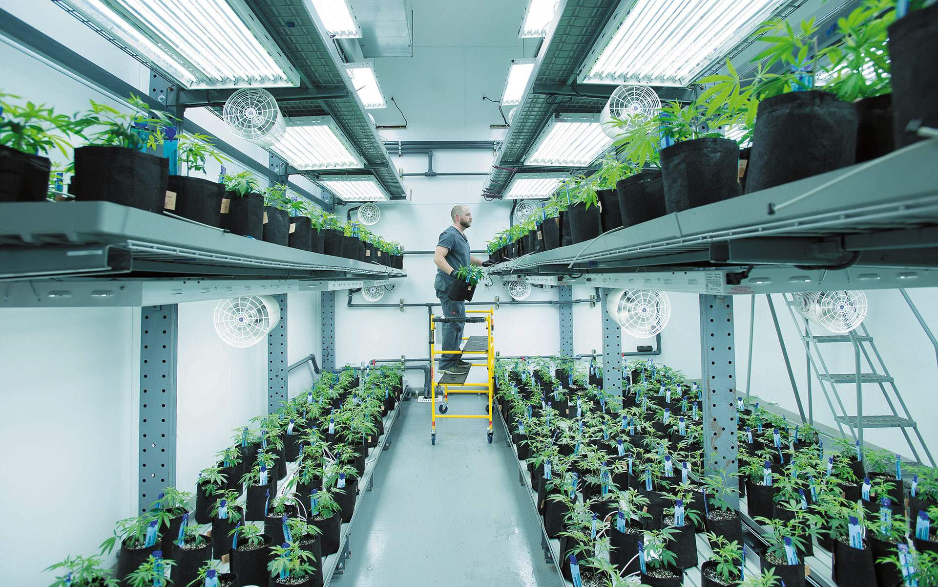vertical farming daniel berman