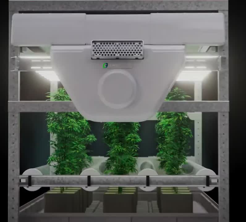 violator kush growin