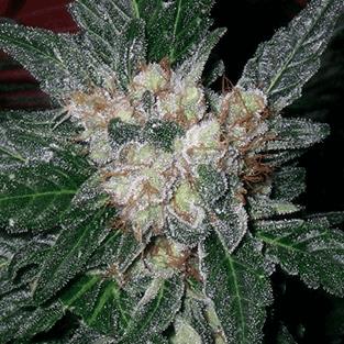 violator kush tri