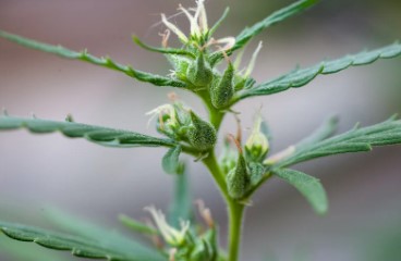 what are cannabis phenotypes and why do they matter c