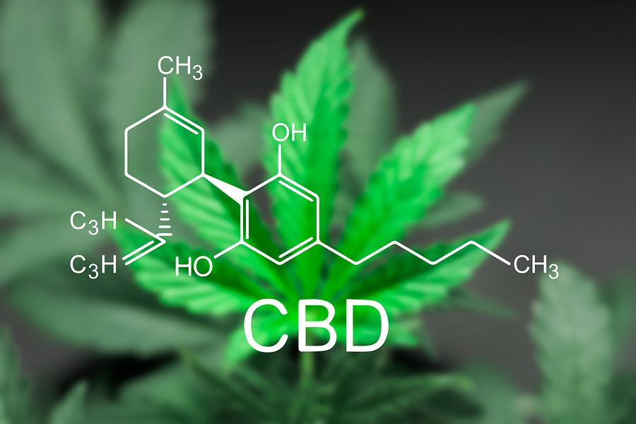 what cannabis cbd and why it so popular right now