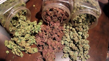 what does marijuana look like f