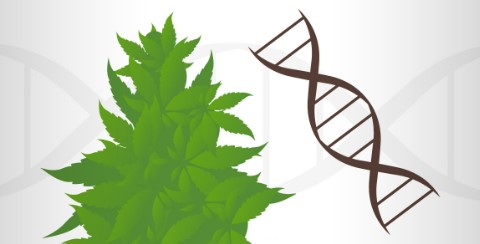 what is a cannabis phenotype d