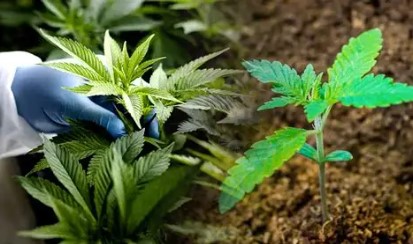 what is an f1 hybrid cannabis seed d