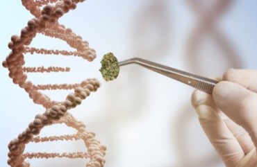 what is an f1 hybrid cannabis seed e