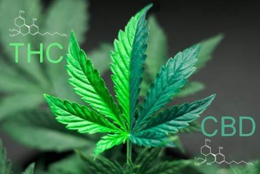 what is medical marijuana cbd