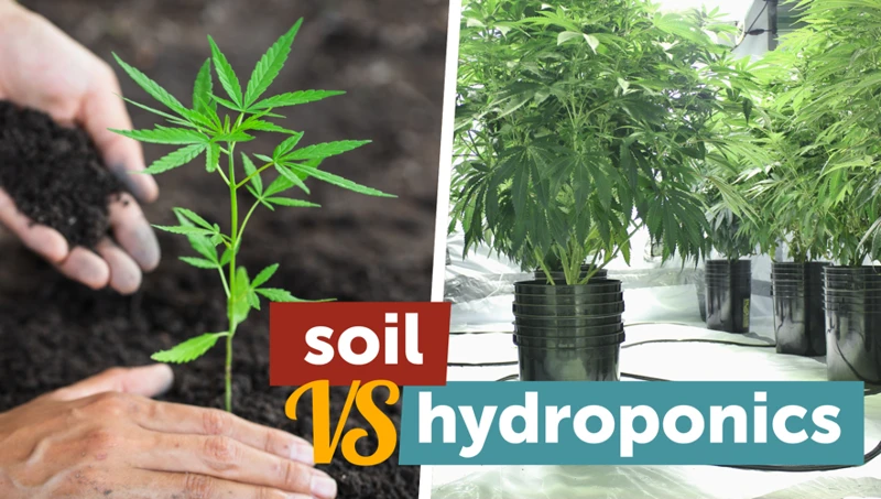 Hydroponic vs. Soil Growing for Medical Cannabis
