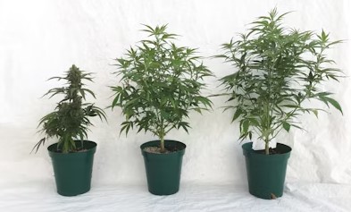 when tostart marijuana seeds for outsoor