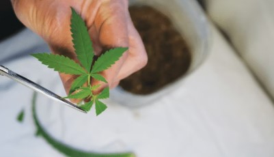 When to start marijuana seeds for outdoor planting