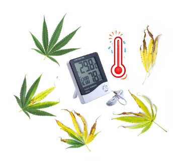 when tostart marijuana seeds for outsoor planting s 1