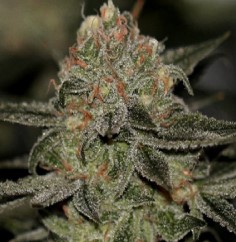 white nightmare trichomes