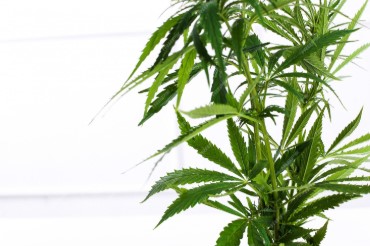 why terpenes matter in cannabis seeds c