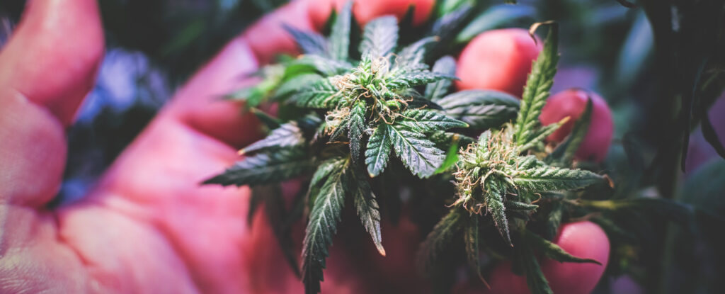 young medical marijuana plant in ultraviolet light 2021 10 26 22 26 14 utc 1024x415 1