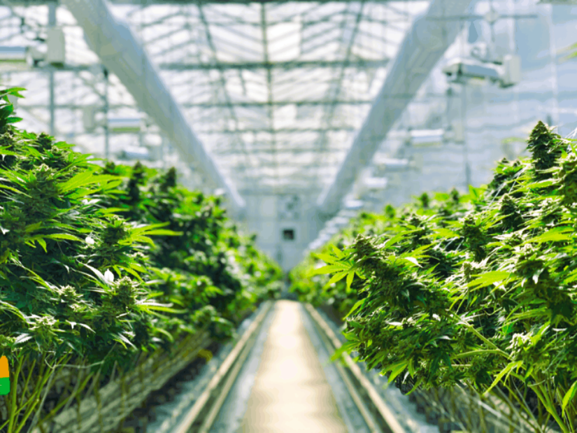 Harvesting Medical Cannabis: Key Considerations